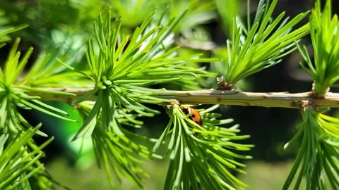 Ladybug on a tree branch Stock-Footage 194157603