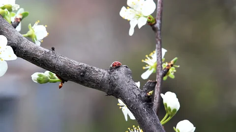 Ladybug on the tree. Video stock 35991957