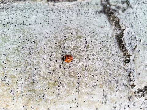 Ladybug on the tree surface. Stock Photos