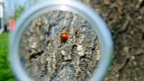 Ladybug on tree through magnifying glass Video stock 75235930