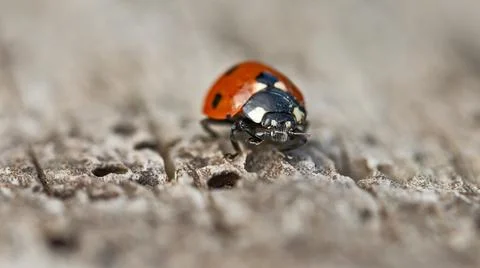 Ladybug on a tree trunk close up Stock Photos