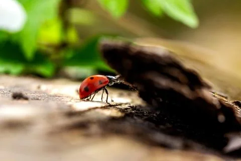 Ladybug on a tree trunk covered with moss Stock Photos