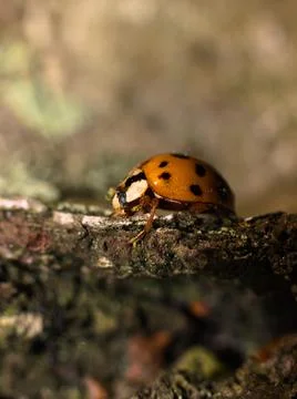 Ladybug on a tree trunk, macro photo. Stock Photos