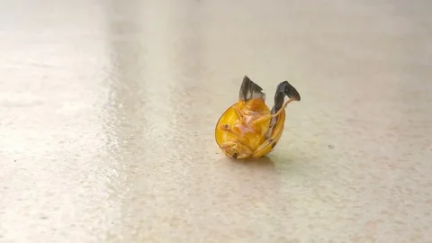 Ladybug trying to get up Stock Footage 79202422