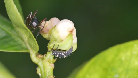 Ladybug trying to lift the aphid Stock Footage 101345048