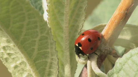 Ladybug U-turn on a leaf Stock Footage 646033