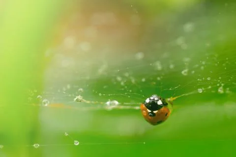 Ladybug upside down on spider web with raindrops all over Foto stock