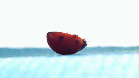 Ladybug upside lies beneath the white paper Stock Footage 38365429