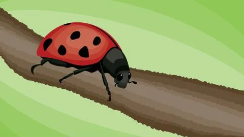 Ladybug Vector Stock Illustration