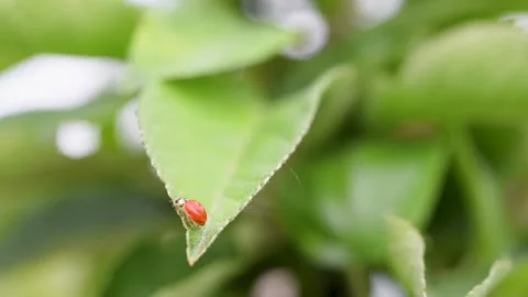 Ladybug walk across apple tree leaf Stock Footage 347967523