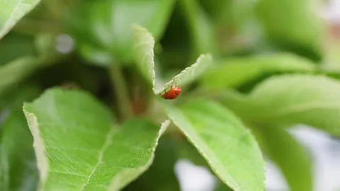 Ladybug walk across apple tree leaf Stock Footage 347967672