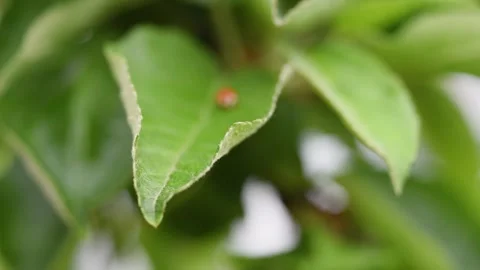 Ladybug walk across apple tree leaf Stock Footage 347967843