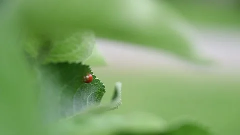 Ladybug walk across apple tree leaf Stock Footage 347968925