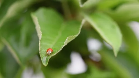 Ladybug walk across apple tree leaf Stock Footage 347969153
