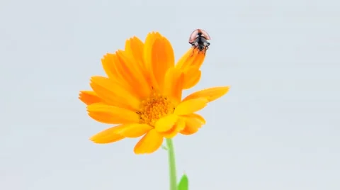 Ladybug walkign on the orange flower Stock Footage 52770947