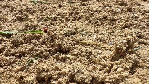 Ladybug walking across coarse sand in macro close-up with natural granular Video stock 341520085