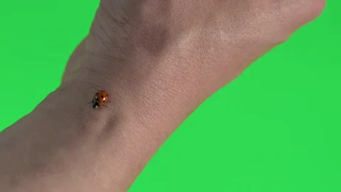 Ladybug walking along the arm then flying, on a green background Stock Footage 129572587