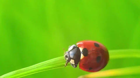 Ladybug walking along curved grass blade in macro daylight Stock Footage 323304219