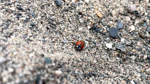 Ladybug walking among stones Video stock 196925732