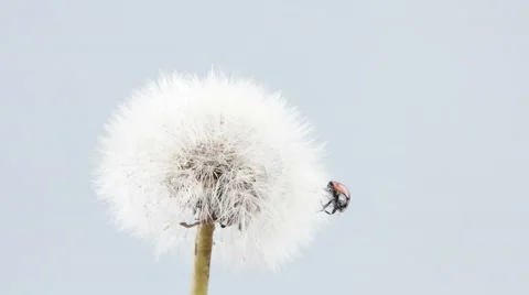 Ladybug walking and take off from the dandelion (include 2 scenes) Stock Footage 52771458