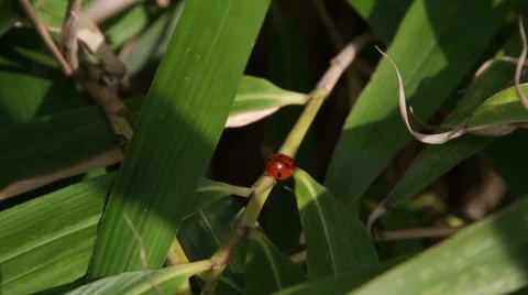 Ladybug walking on bamboo Stock Footage 7752053
