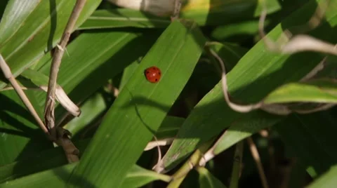 Ladybug walking on bamboo Stock Footage 7752064