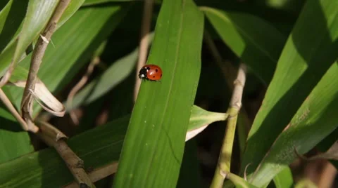 Ladybug walking on bamboo Stock Footage 7752077