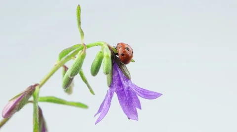 Ladybug walking on the bellflower with drops Stock Footage 52771716