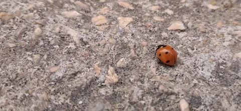 Ladybug walking on concrete ground 動画素材 337769032