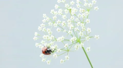 Ladybug walking on the flower Stock Footage 52771446