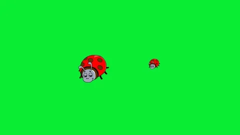 Ladybug walking Video stock 324633496