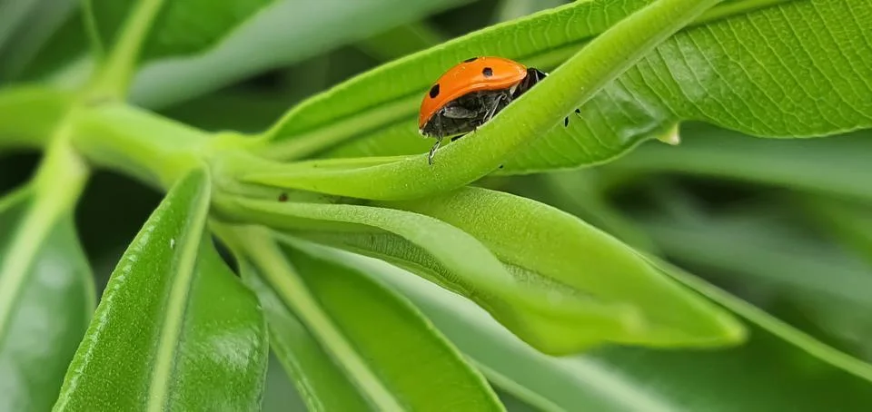 Ladybug walking in the foreground Stock Photos