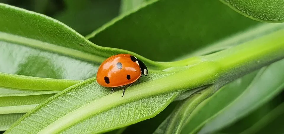 Ladybug walking in the foreground Stock Photos