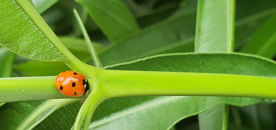 Ladybug walking in the foreground Stock Photos