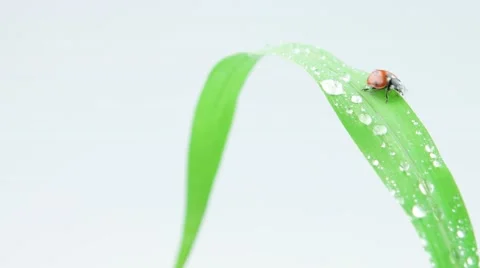 Ladybug walking on the grass with drops Stock Footage 52768990