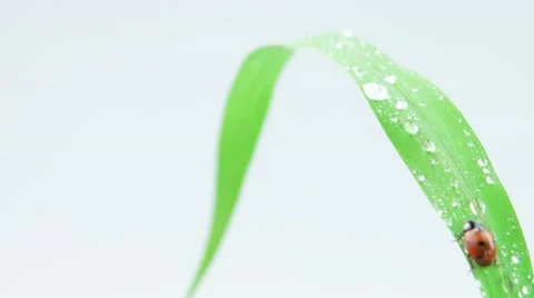 Ladybug walking up on the grass with drops Stock Footage 52769037