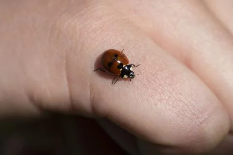 Ladybug walking on human hand close-up Fotos de archivo