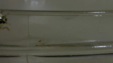 Ladybug walking on a jar macro lens closeup Stock Footage 63055224