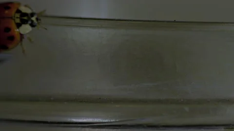 Ladybug walking on a jar macro lens closeup Stock Footage 63055584