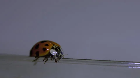 Ladybug walking on a jar macro lens closeup Stock Footage 63055713