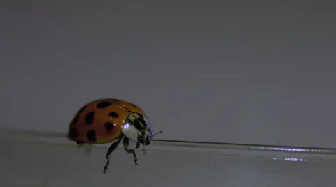 Ladybug walking on a jar macro lens closeup Stock Footage 63055752