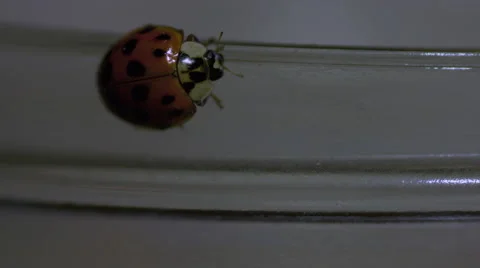 Ladybug walking on a jar macro lens closeup Stock Footage 63055899