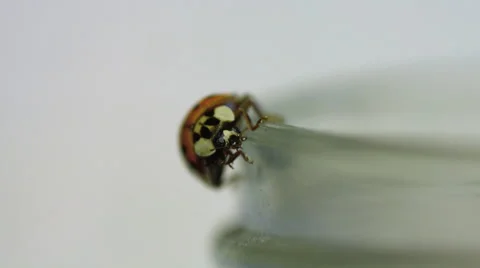 Ladybug walking on a jar macro lens closeup Vidéo 63055982