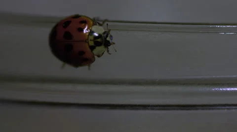 Ladybug walking on a jar macro lens closeup 8 Stock Footage 63058212