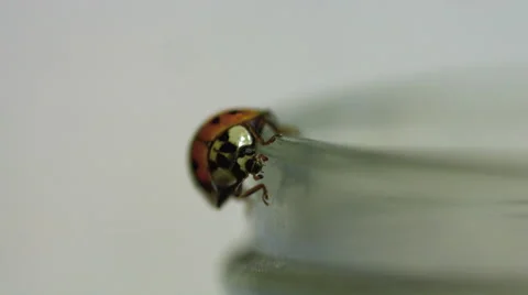 Ladybug walking on a jar macro lens closeup Stock Footage 63074034