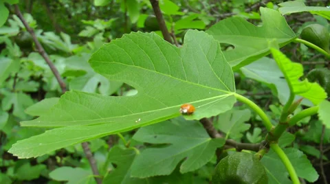 A ladybug is walking on a leaf and flies. Stockbeeldmateriaal 37137286