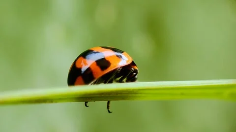 Ladybug walking on a leaf, on a blurred green background 動画素材 311382529