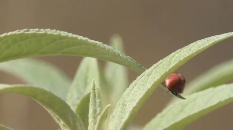 Ladybug Walking on a leaf Stock Footage 646029
