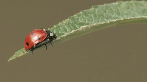 Ladybug Walking on a leaf Stock Footage 646036