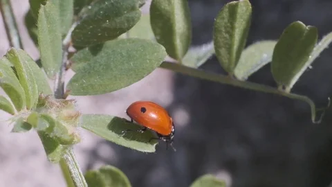A ladybug walking on the leaves in nature Stock Footage 126936462